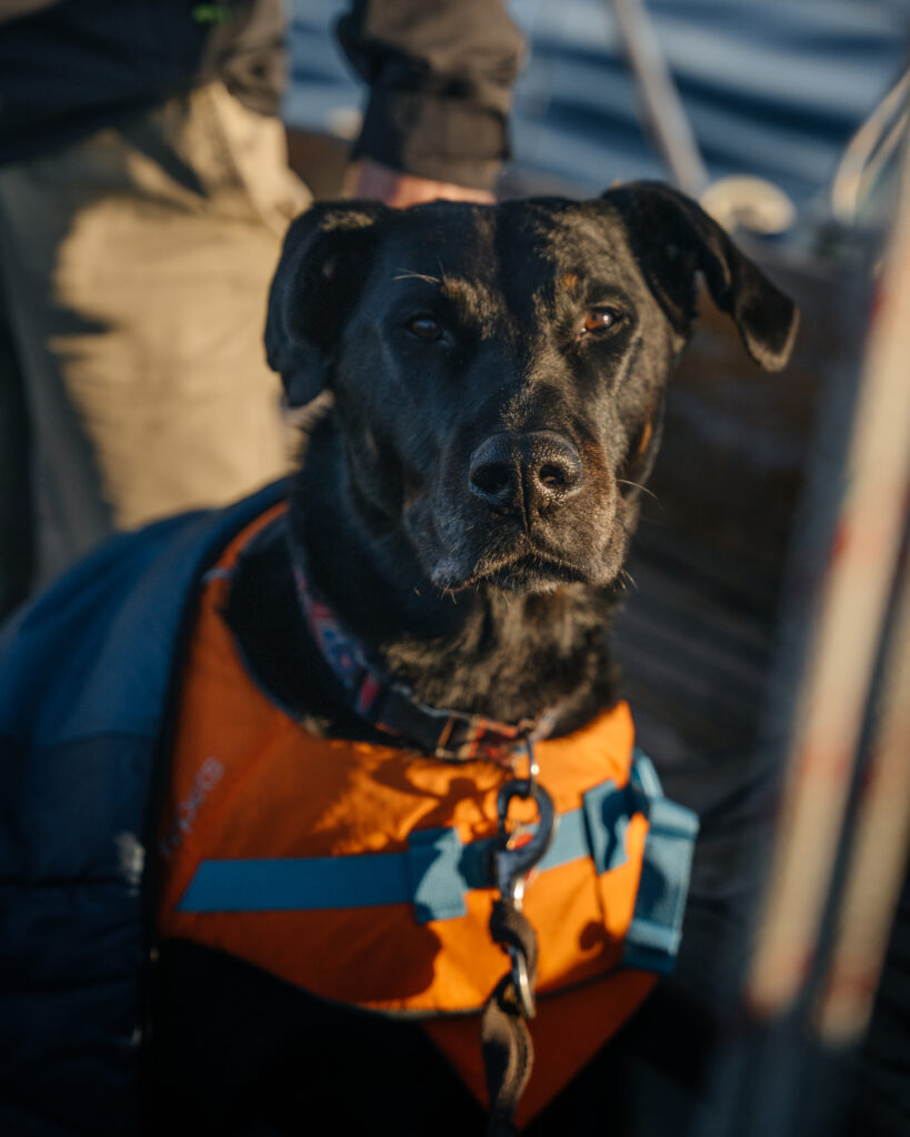 Voyager avec son chien